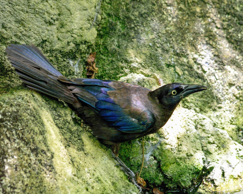 Common Grackle (2)