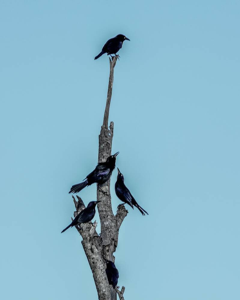 Common Grackle (1)