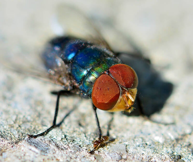 Oriental Latrine Fly and Ant