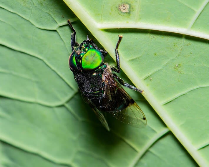 Common Green-Jewel Fly (1)