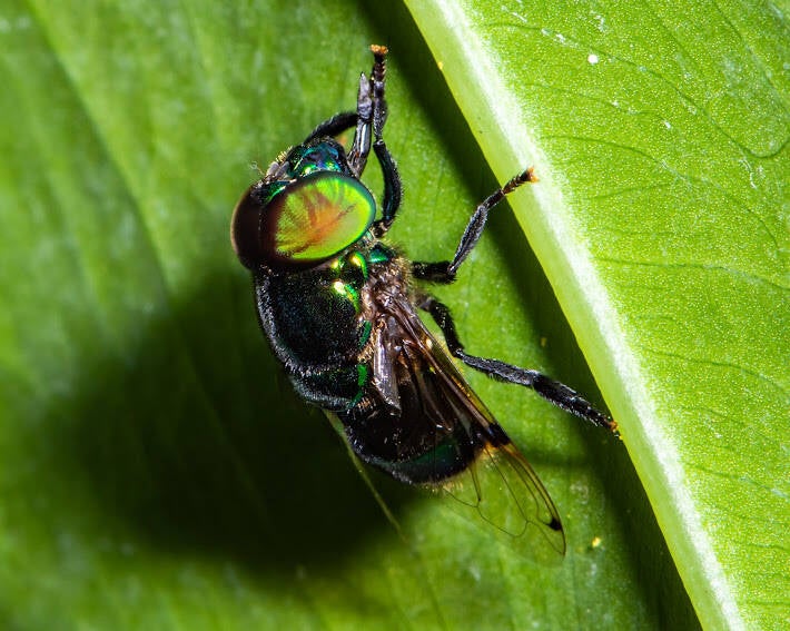 Common Green-Jewel Fly (2)