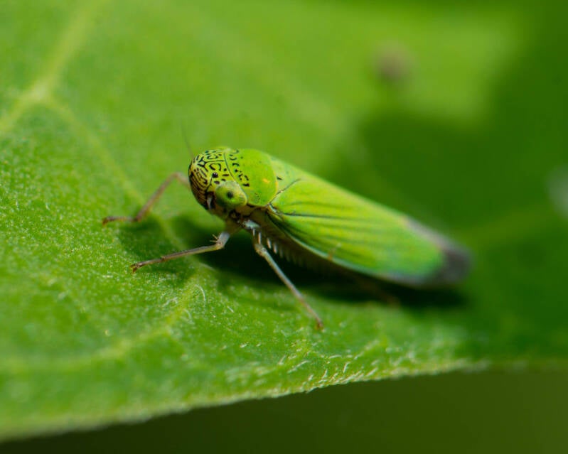 Common Green Leafhopper (2)