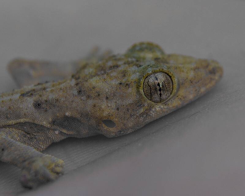 Tropical House Gecko (1)