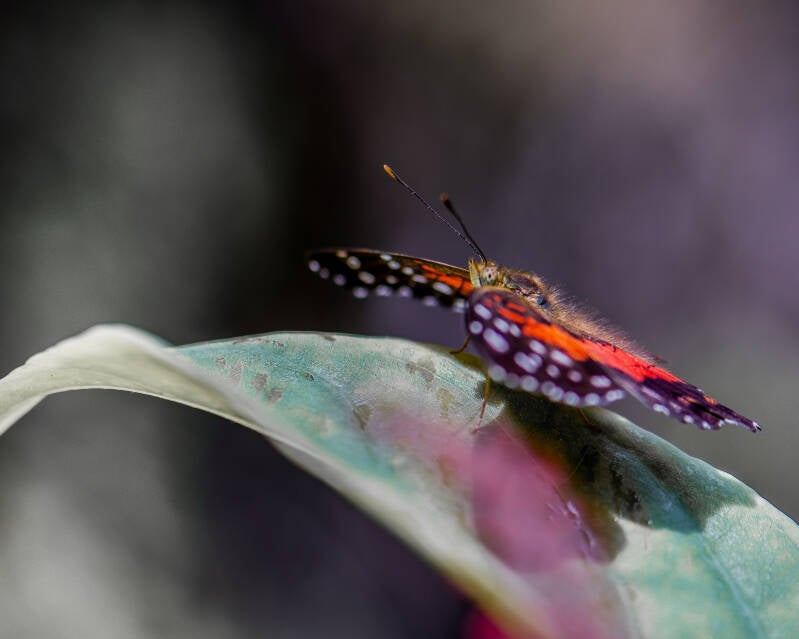 Common Red Lacewing (2)