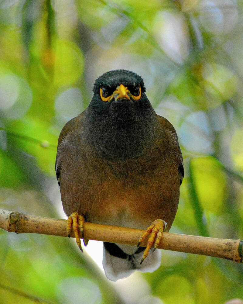 Common Mynah (1)