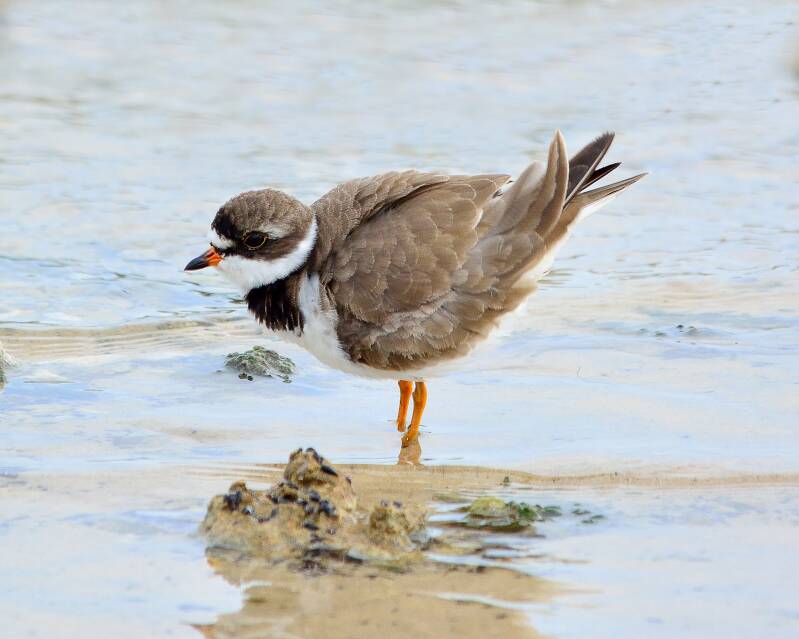 Common Ringed Plover (1)