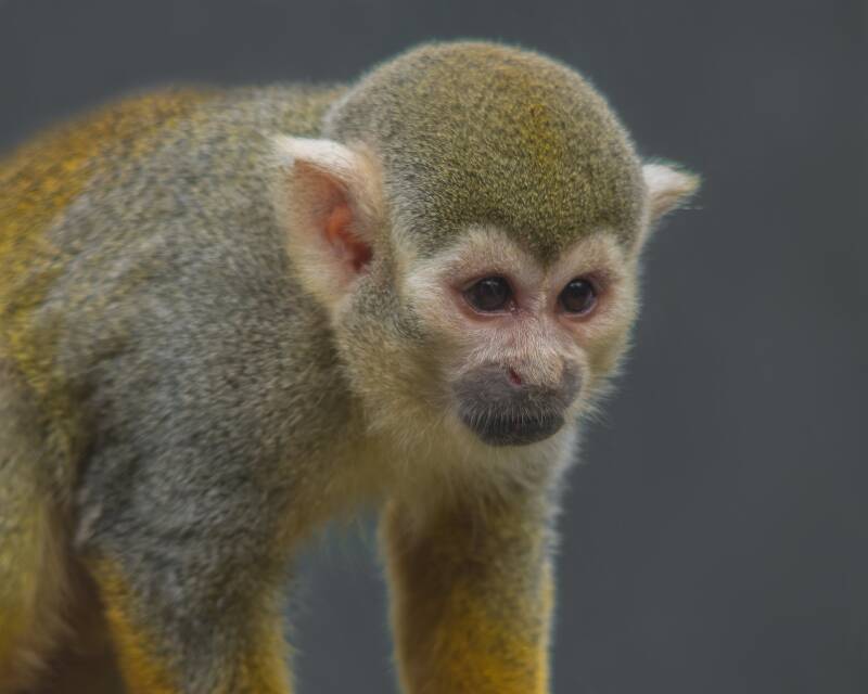 Common Squirrel Monkey (1)