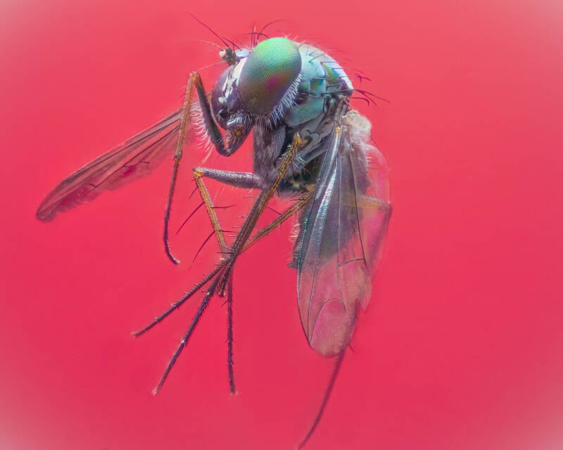 Iridescent Long-Legged Fly (11)