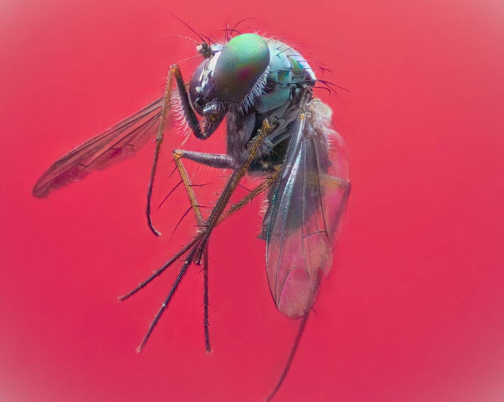 Iridescent Long-Legged Fly (3)