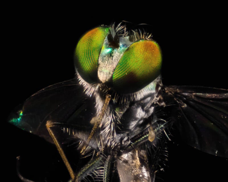Iridescent Long-Legged Fly (10)