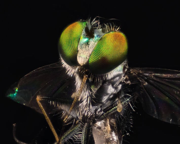 Iridescent Long-Legged Fly (4)