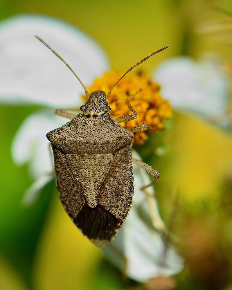 Brown Stink Bug (1)