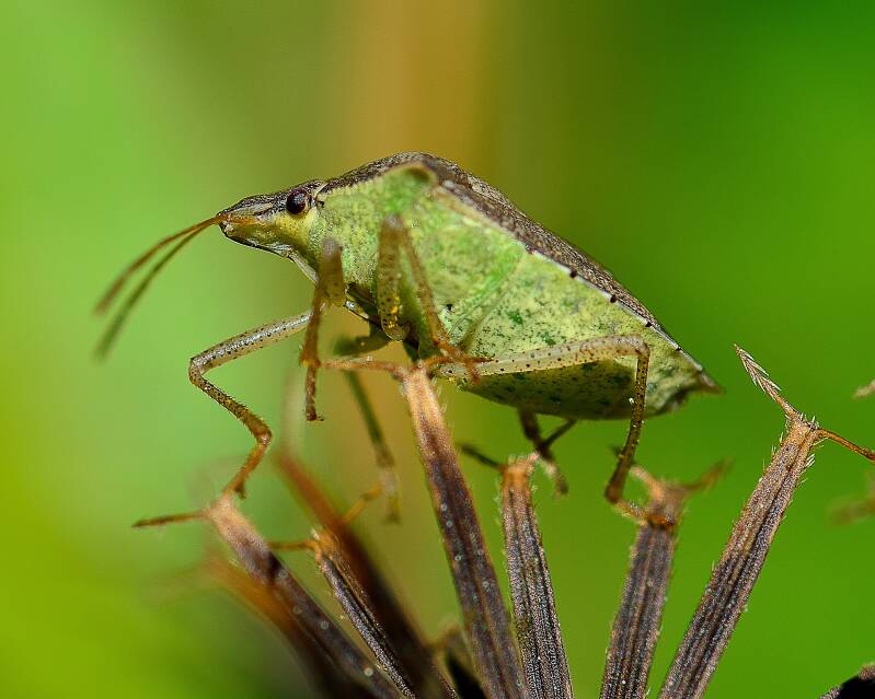 Brown Stink Bug (3)