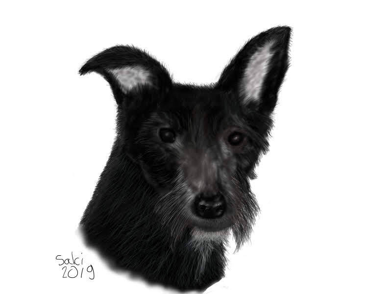 Cookie the Terrier