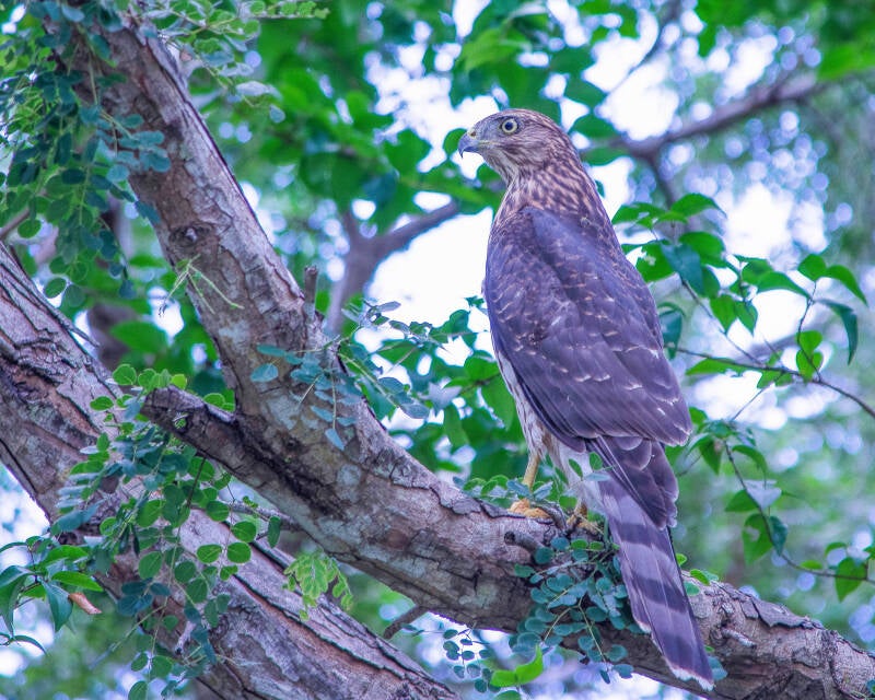 Cooper's Hawk (1)