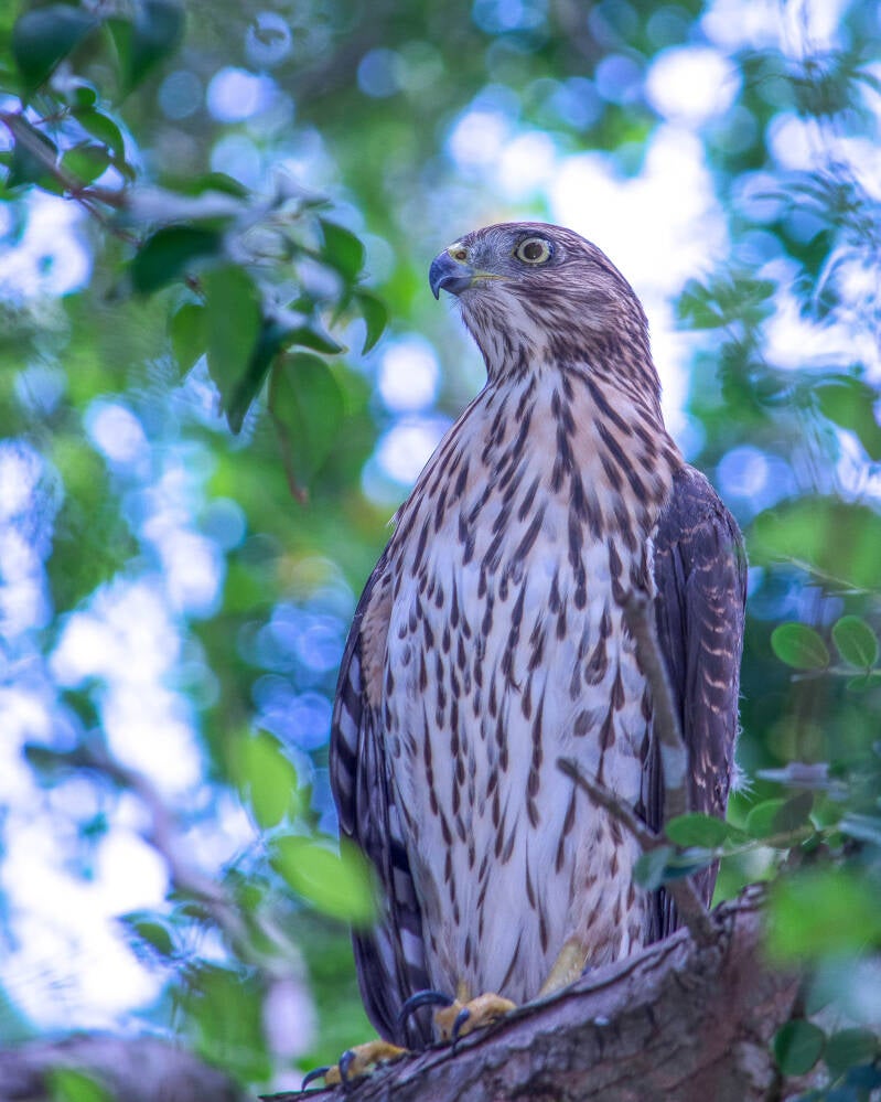 Cooper's Hawk (2)