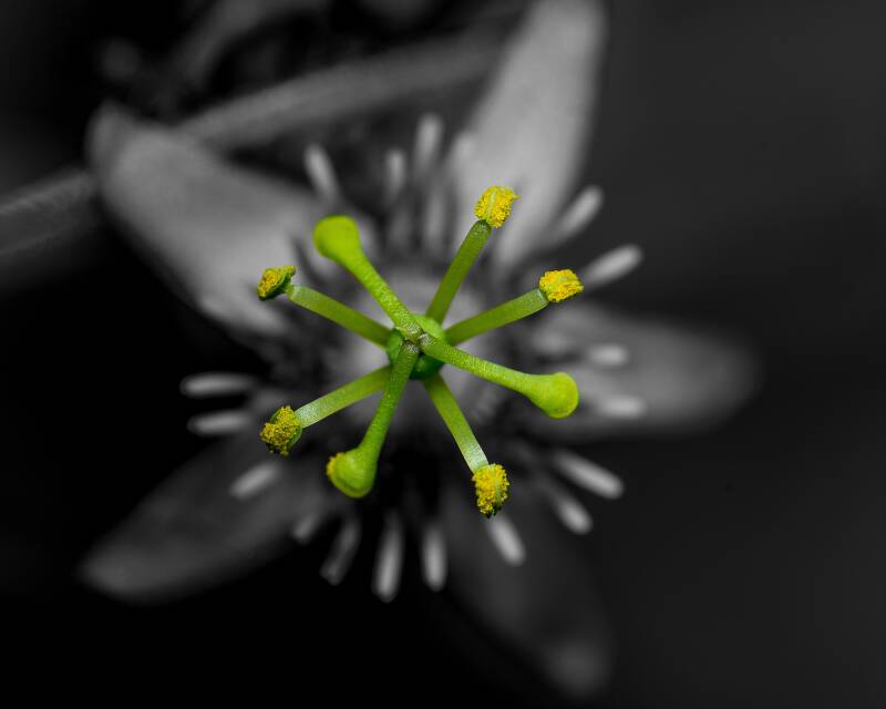 Corky-Stemmed Passion Vine (1)