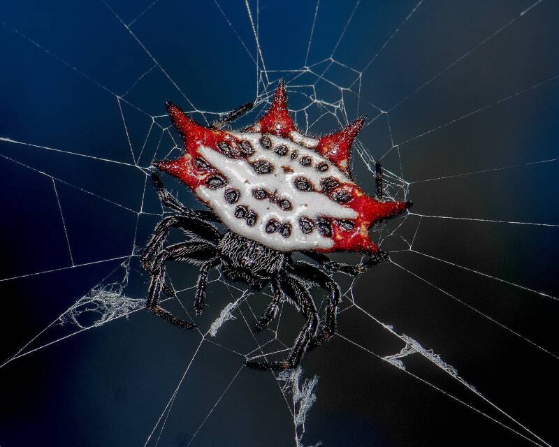 Spiny Orbweaver (1)