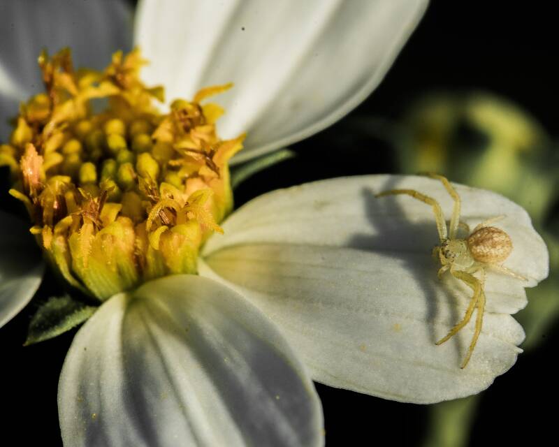 Crab Spider (1)
