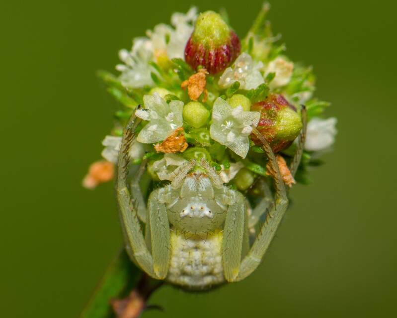 Crab Spider (2)