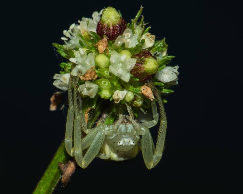 Crab Spider (3)