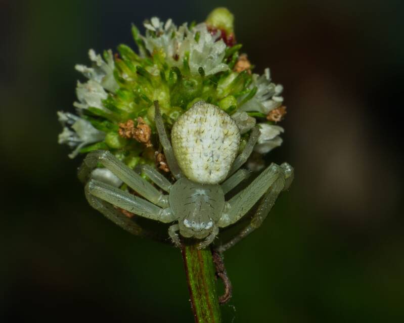 Crab Spider (4)