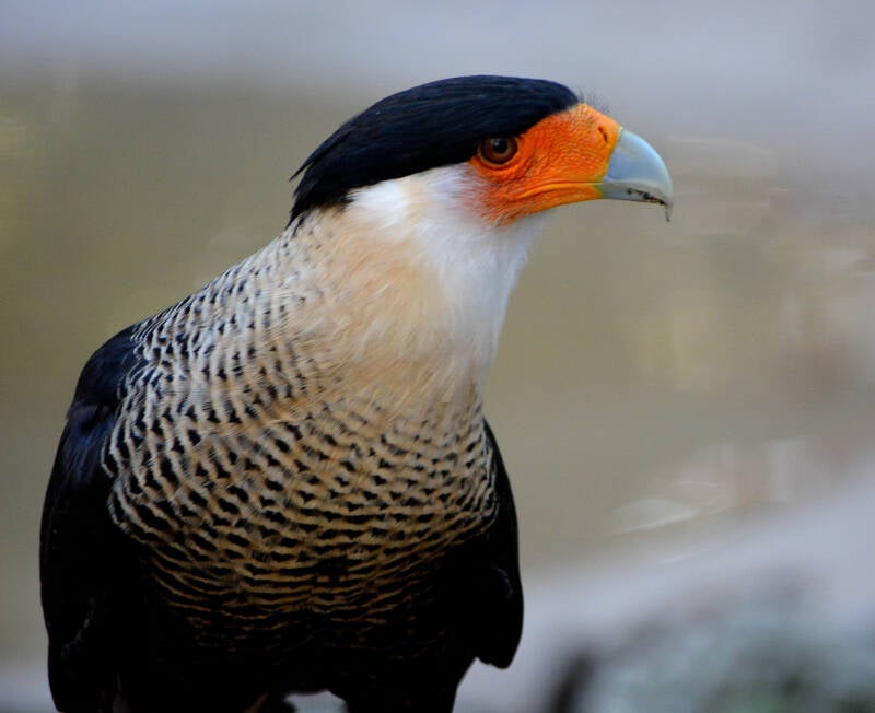 Crested Caracara (1)