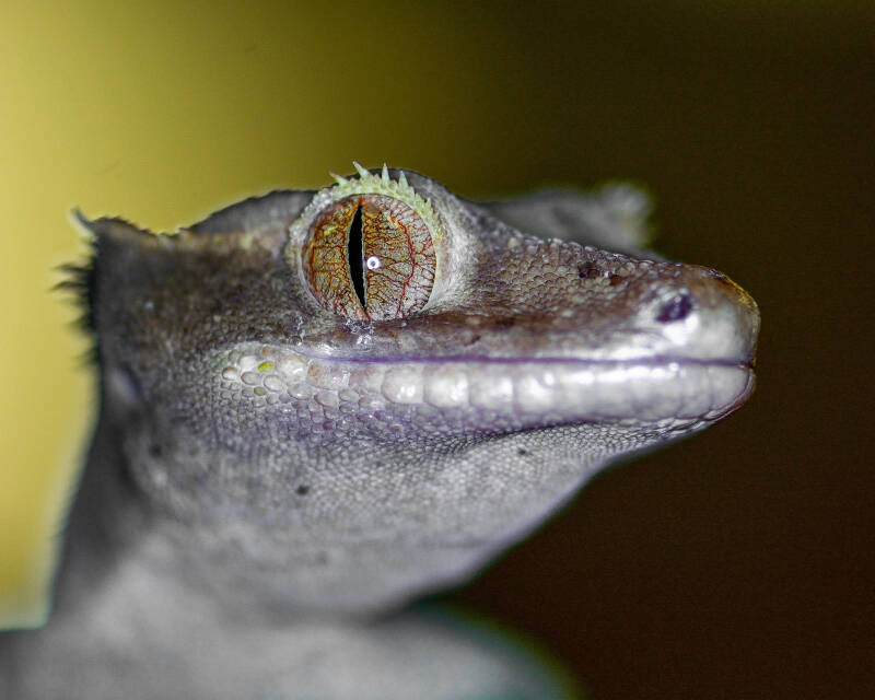 Crested Gecko (1)