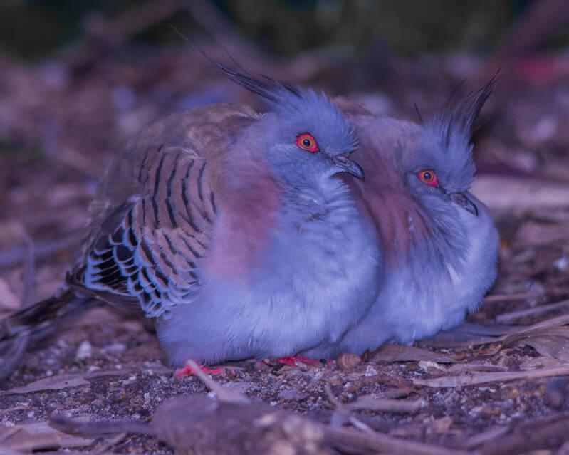 Crested Pigeon (1)