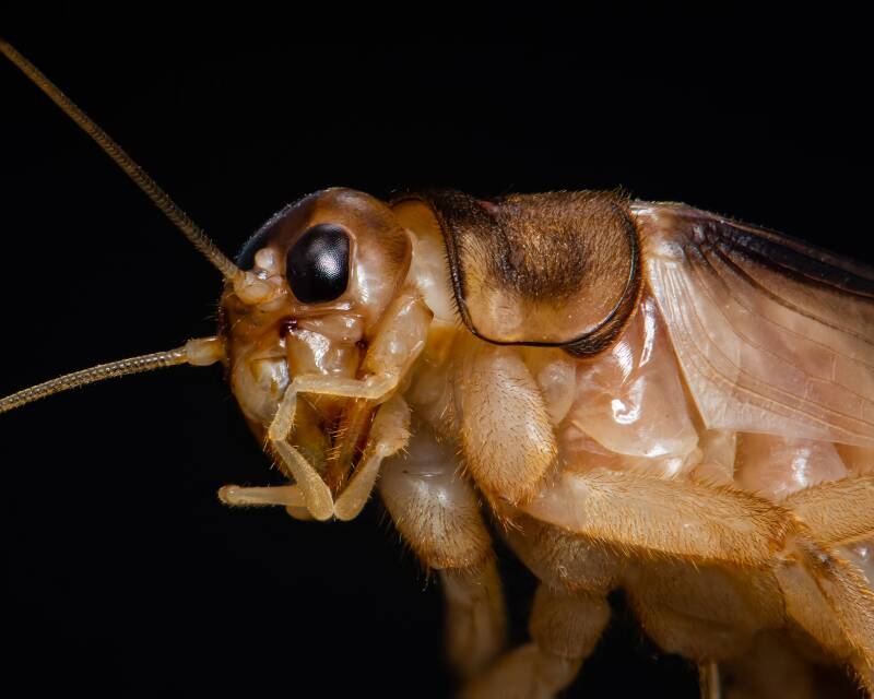 House Cricket (1)