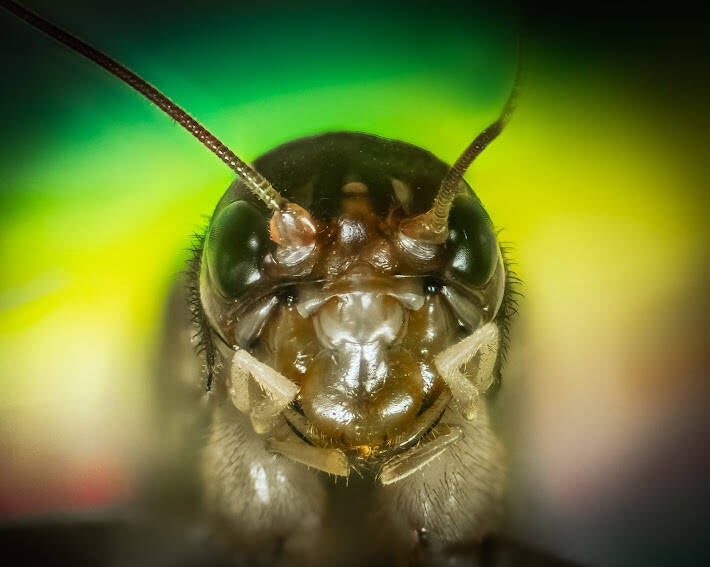 House Cricket (2)