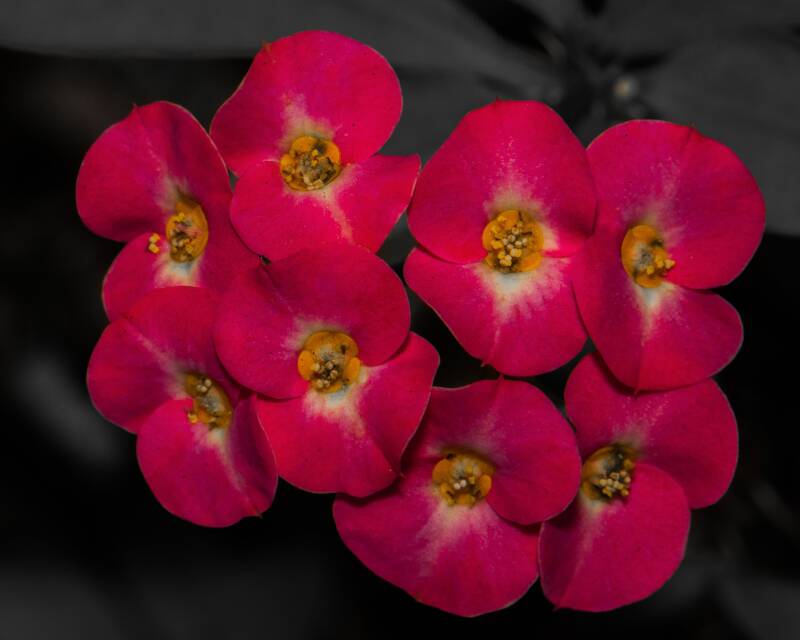 Crown of Thorns (1)