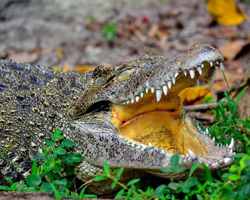 Cuban Crocodile (1)
