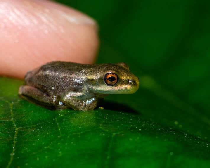 Cuban Tree Frog (5)