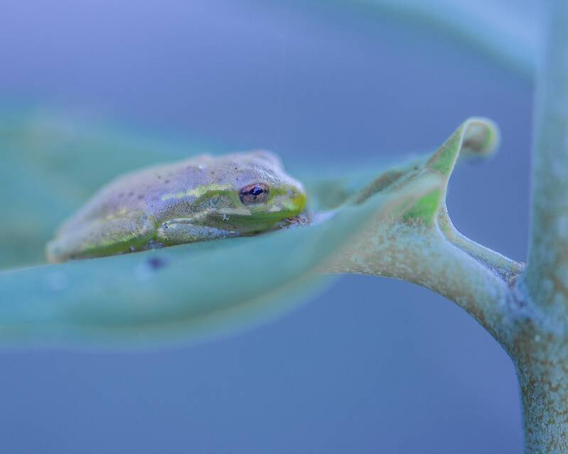 Cuban Tree Frog (1)