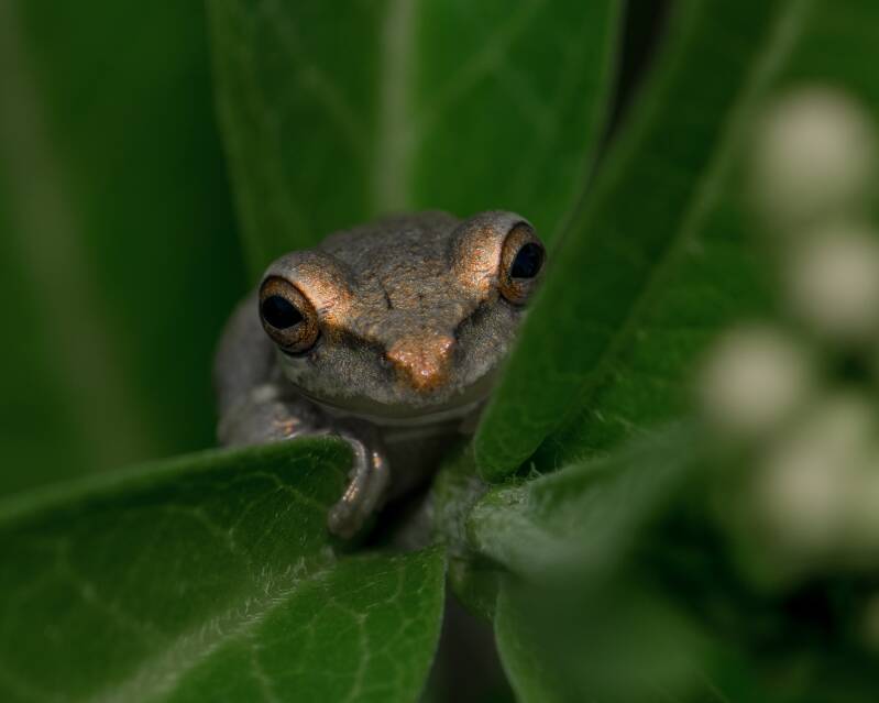 Cuban Tree Frog (2)