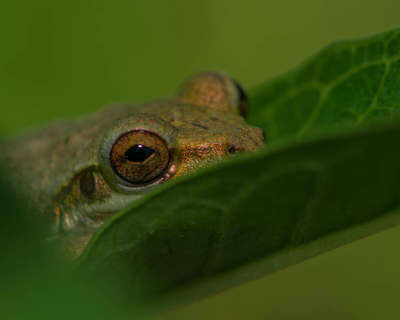 Cuban Tree Frog (3)