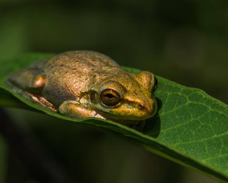 Cuban Tree Frog (4)