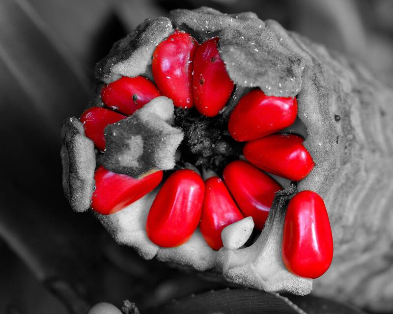 Cycad Cone (1)