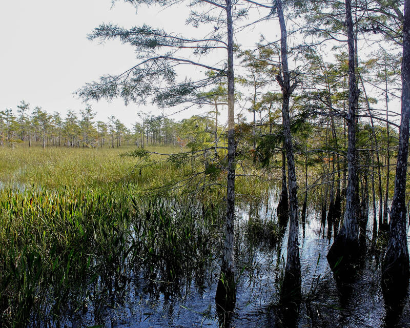 Cypress Swamp (1)