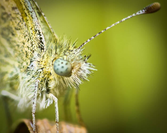 Dainty Sulphur (3)