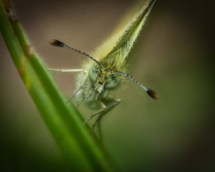 Dainty Sulphur (4)