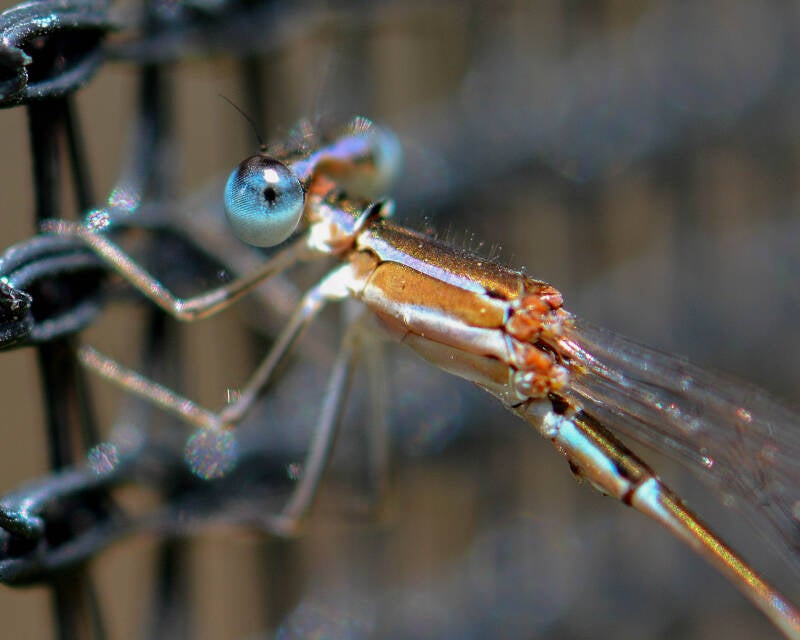 Everglades Sprite (2)