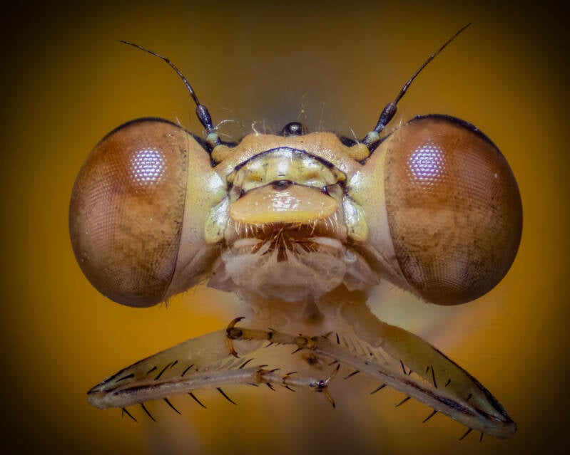 Damselfly (1)