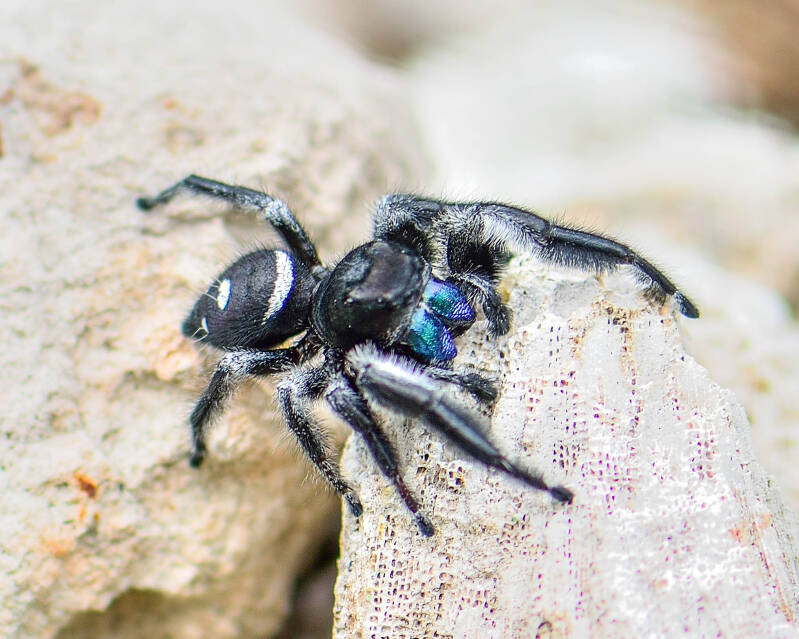 Regal Jumping Spider (1)