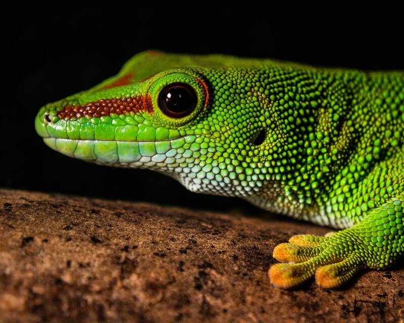 Malagasy Day Gecko (1)