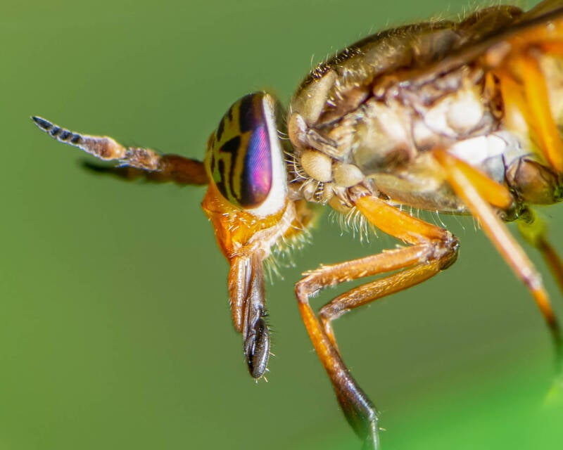 Chrysops Deer Fly (2)