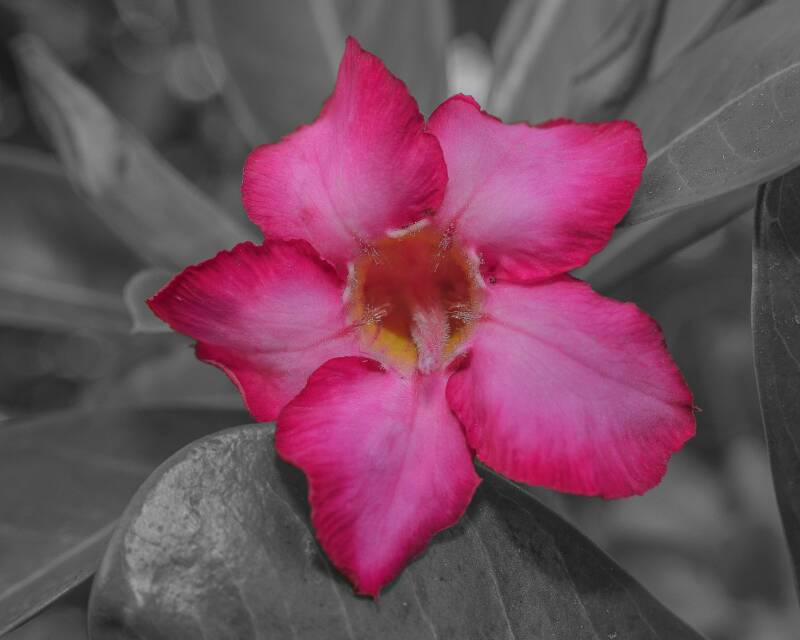 Desert Rose (1)