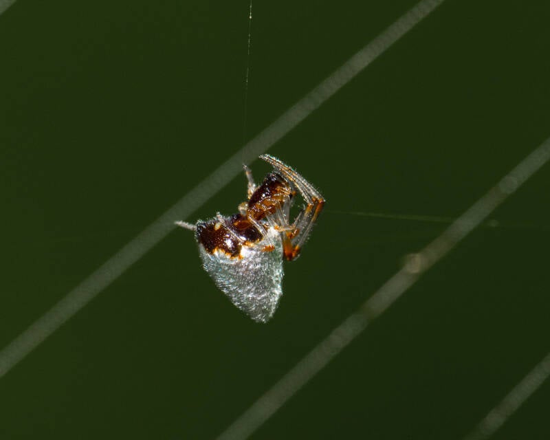 Dew-Drop Spider (1)