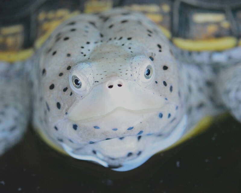 Diamondback Terrapin (1)